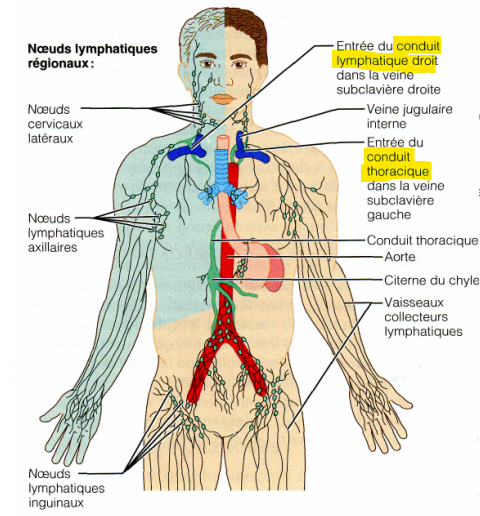 Inflammation Du Circuit Lymphatique PRVOE Inflammation Du Circuit Lymphatique PRVOE